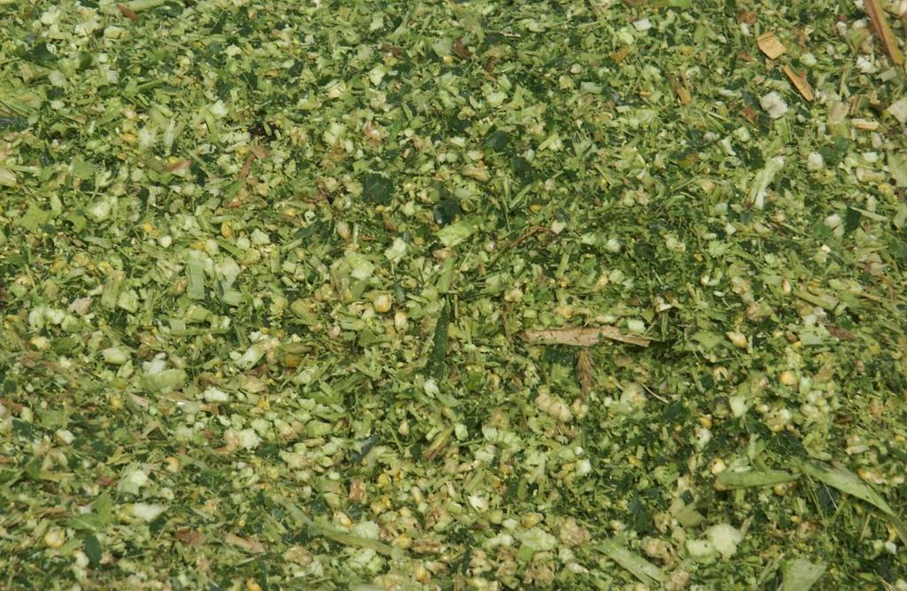 Odmiany kukurydzy na biogaz Odmiana FAO Użytkowanie Kompleks glebowy Typ ziarna LG 30.240 230 kiszonka, biogaz, ziarno słaby, średni pośredni LG 32.