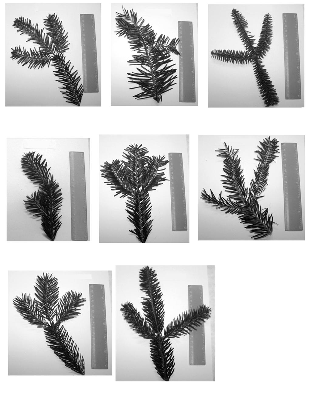 Molekularna identyfikacja gatunków z rodzaju Abies 679 Abies alba Abies cephalonica Abies pinsapo Abies cilicica Abies nordmanniana Abies bornmulleriana Abies equi troiani Ryc. 1.