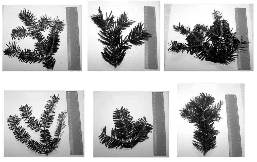680 Abies balsamea Abies holophylla Abies homolepsis Abies koreana Abies nephrolepis Abies sibirica Ryc.