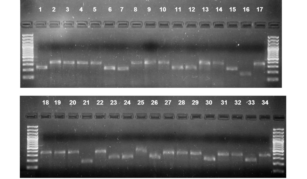 Molekularna identyfikacja gatunków z rodzaju Abies 681 etydyny oraz analizowany na sekwenatorze 3130xl Genetic Analyzer (Applied Biosystems ).