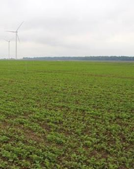 JESIEŃ jak prawidłowo zalecić stosowanie fungicydów w zależności od fazy rozwojowej i stanu plantacji? Plantacja rozwija się optymalnie. Jak stosować Caryx?