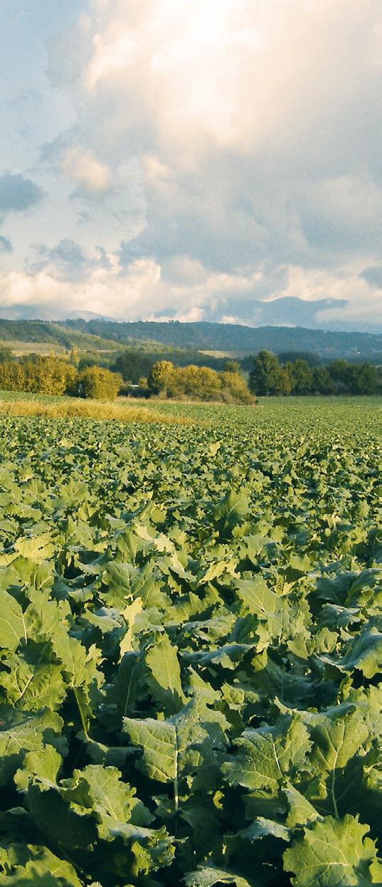 Silny system korzeniowy pozwala roślinie sprawnie pobierać potrzebne składniki pokarmowe i wodę jako podstawę do osiągnięcia wysokich plonów.