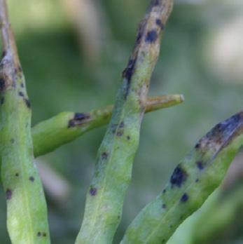 Czerń krzyżowych (Alternaria brassicea) Szara pleśń