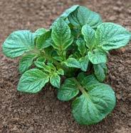 Technologia ZWALCZANIA CHWASTÓW ZABIEG 01 ZABIEG 02 chlomazon 360 g/l Rimel 25 SG DAWKA 0,2 l/ha DAWKA 0,06 kg/ha Produkt zawierający substancję dostępny jako Rimsulfuron (15 g) odpowiednik w