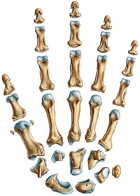 54 2. RĘKA CZŁOWIEKA 2.1. Anatomia ręki Kościec ręki składa się z dwudziestu siedmiu kości (rys. 1), funkcjonalnie podzielonych na trzy odcinki: nadgarstek, śródręcze i palce.