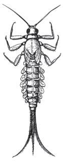Zadanie 4. (0 4 pkt.) Rysunek przedstawia larwę jętki.