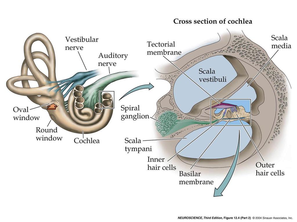 12.4 The cochlea, viewed