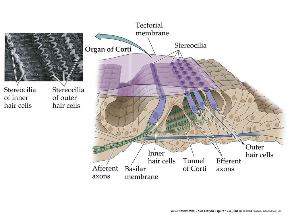 12.4 The cochlea, viewed face-on and in cross section.