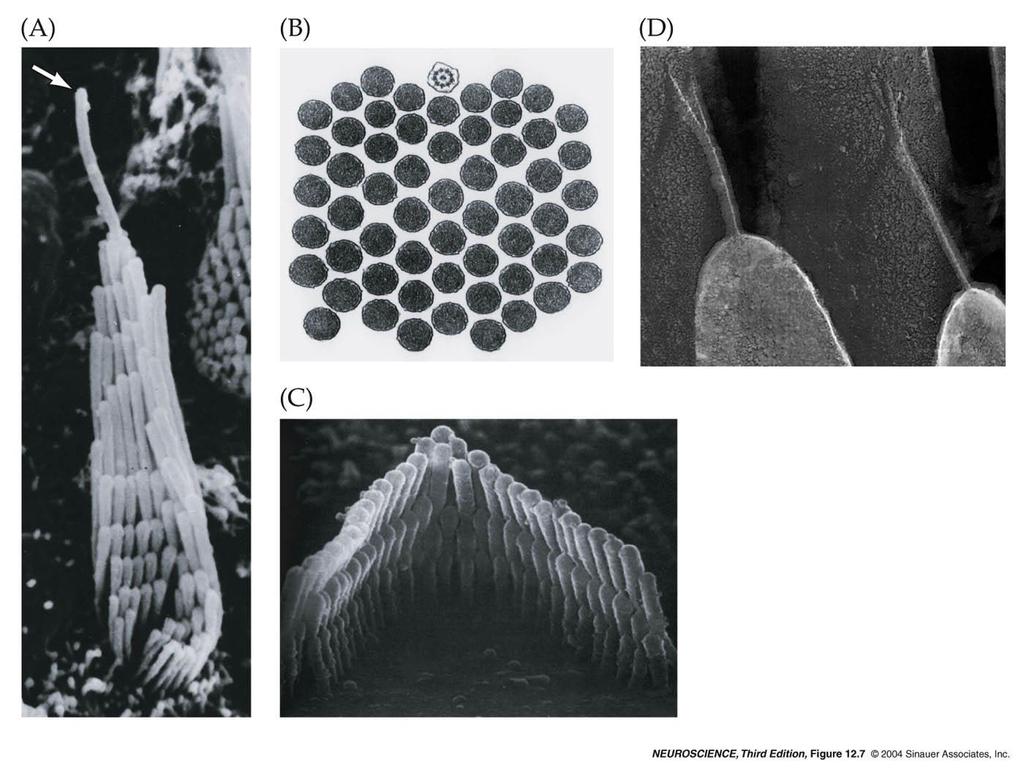 12.7 The structure and function of the hair