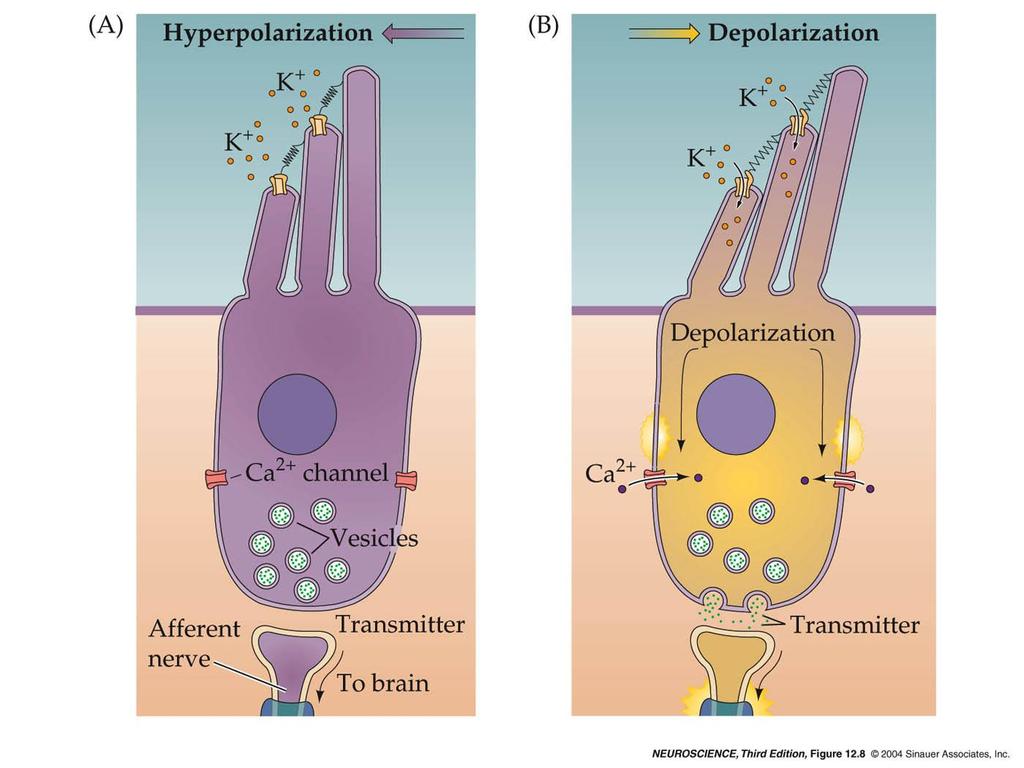 12.8 Mechanoelectrical transduction mediated by hair cells. Kanały potasowe TRPA1 (transient receptor potential) (?) 1. Volatege-dependent Ca channels 2.