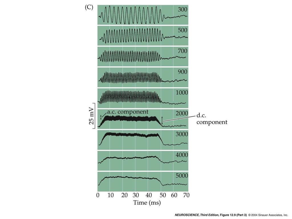 12.9 Mechanoelectrical transduction mediated by vestibular hair cells.