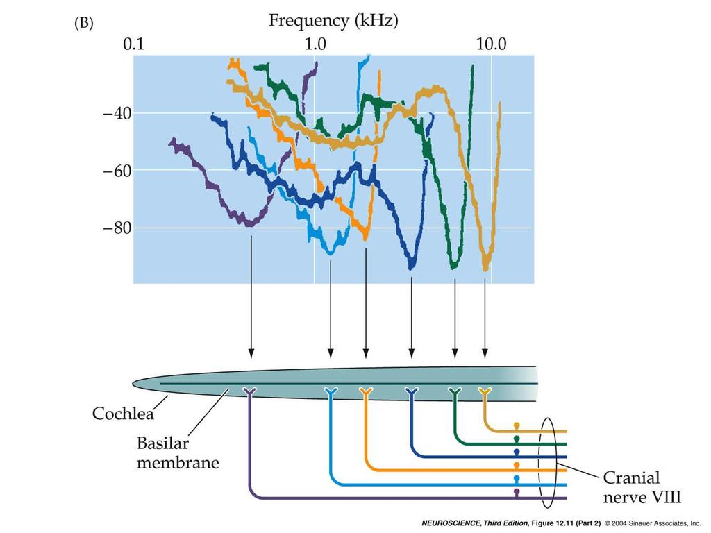 12.11 Response properties of