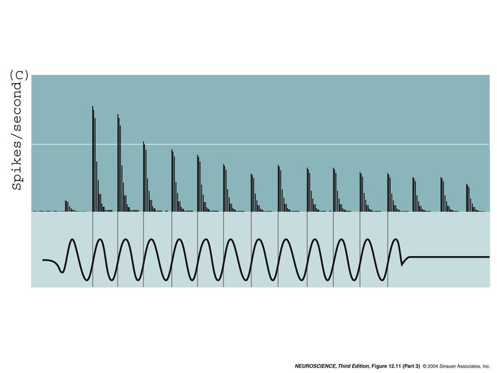 12.11 Response properties of auditory nerve fibers.
