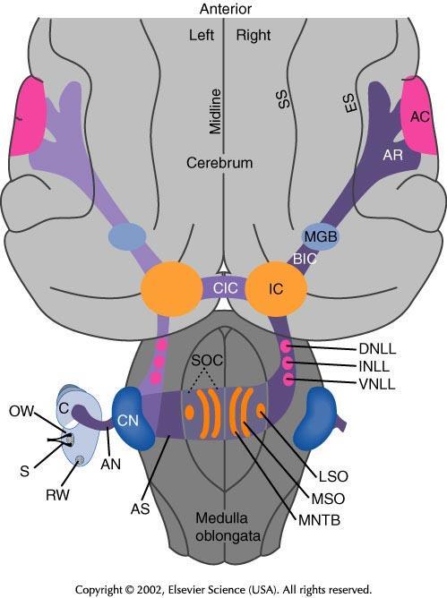 NEUROBIOLOGICZNE PODSTAWY SŁUCHU Tonotopia na całej długości dróg słuchowych Obustronne połączenia Jest też zapewne system odwrotny ( z góry w dół ) MGB
