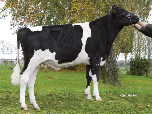 2013, Hodowca: EBP 138 BREKEM HEROIQUE BOOKEM BRENNA EPIC LUCILLE 4 GOLDWYN SHOT LOU OAK EBA GLADYS NIAGRA PINE-TREE LEIF SUZY BEACON TOYSTORY EBA CLARA EBA AMIE Podnosi zawartość suchej masy mleka