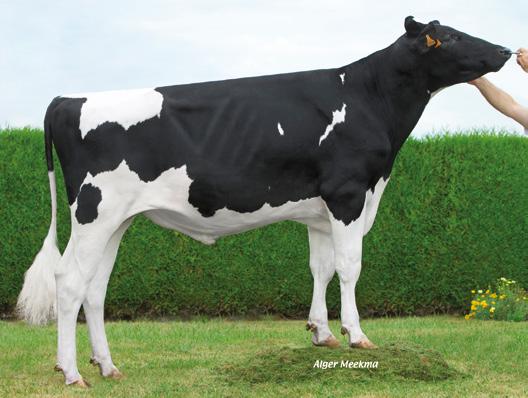 Kategoria: PRODUKCJA LADESS FR5941363218 TL TV Mleko, kg 1068 EBA LARGO FR7261004022 TL TV Mleko, kg 905 Białko 39,3 kg 0,06 % Białko 33,1 kg 0,05 % Urodzony: 11.06.2015, Hodowca: EBP Tłuszcz 31,1 kg -0,16 % Urodzony: 26.