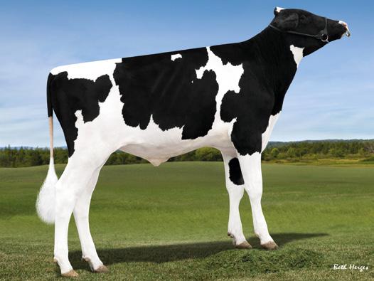 PALERMO SHOTTLE BAVIERE JOCKO JEN Rodzina słynnej Star KHW Regiment Apple Red Ex 96 Top w 135, gisu 202, gtpi 2556 O kompletnym profilu Łatwe wycielenia y produkcyjny 123 Powtarzalność oceny