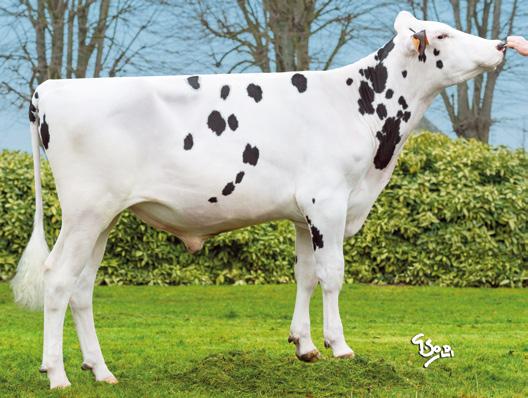 LOMBO FR4509625586 TL TV Mleko, kg 674 JALTAOAK FR6208148075 TL TV Mleko, kg 651 Kategoria: PRODUKCJA Białko 31,1 kg 0,12 % Białko 28,1 kg 0,09 % Urodzony: 25.03.