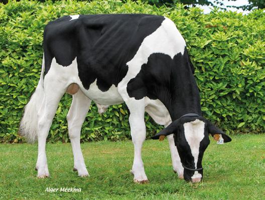 07.2014, Hodowca: EBP Tłuszcz 58,4 kg 0,41 % BOMBERO INDRA EHB NUMERO UNO S BARBARA SUPERSIRE BTS-SWANN FREDDIE SUPRA OAK RANSOM RAIL FACEBK PARIS NIAGRA PINE-TREE LEIF SUZY FACEBOOK WELCOME MAC