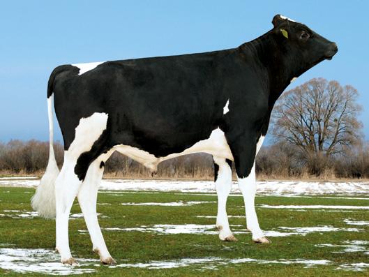 Kategoria: PRODUKCJA LE MOND PL005283712138 TL TV Mleko, kg 761 MŚ MATEO PL005397744346 TL TV Mleko, kg 603 Białko 30,4 kg 0,07 % Białko 30,0 kg 0,14 % Urodzony: 02.