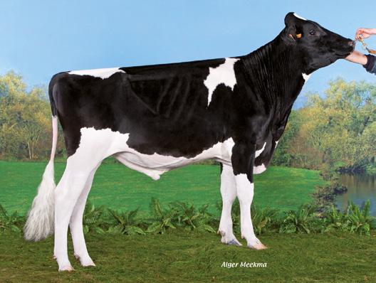 2014, Hodowca: EBP Płodność 107 COMMANDER ILIZE DU BON ACCUEIL MOGUL CALINDA IOTA GALIZE DU BON ACCUEIL SHOTTLE ALIZEE BALISTO GEN I BEQ LEXOR PLAGE BOOKEM DE-SU 199 LEXOR PLANE PLANET PRINCESS