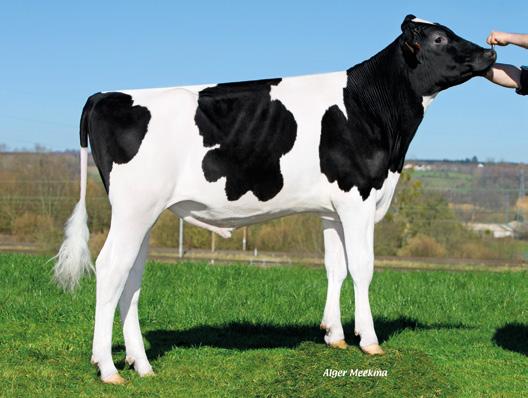produkcyjny, kg 69,8 EPIC DIMPLE Rodzina znanej Ronelee Outside Dabble Ex 91 136, gisu 206, gtpi 2536 Specjalista od poprawy płodności, nóg i racic Polecany na jałówki nóg i racic 113 KALIBER mały