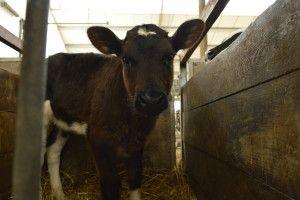 .pl https://www..pl Streptoccocus, Enterococcus, Bacillus, drożdżaki Saccharomyces i grzyby Aspergillus. Z czym nam się one kojarzą? Z zapaleniem wymienia.