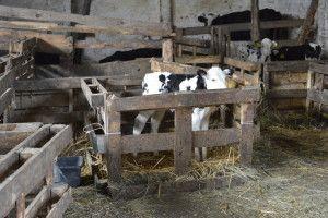 .pl https://www..pl siana. Na rynku jest dość dużo preparatów probiotycznych dla cieląt, wystarczy wpisać hasło w wyszukiwarce i wyskakuje kilka pozycji.