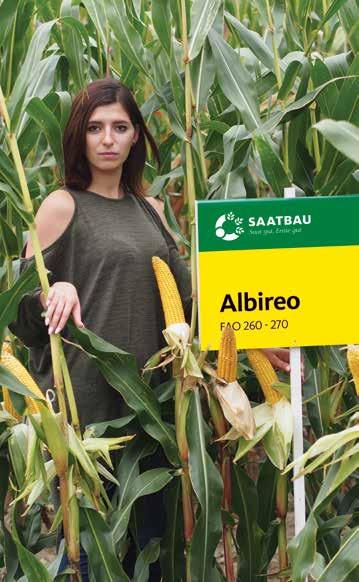 STRONA 10 nasiona / wiosna 2018 / kukurydza Nowości FAO: 260-270 TYP ZIARNA: FD ALBIREO Kosmiczny wigor i energia! ALBIREO to nowa odmiana czteroliniowa o bardzo wysokim plonie ziarna i suchej masy.