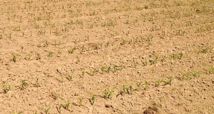 STRONA 4 nasiona / wiosna 2018 bardzo szybko zostanie rozłożony przez mikroorganizmy glebowe, pozostawiając ziarniak z dość dobrze wykształconym systemem korzeniowym.