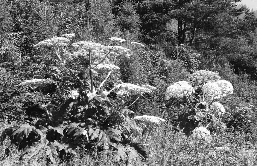 38 I. Wróbel Barszcz Sosnowskiego w Pieninach Fot. 1. Kwitnący okaz barszczu Sosnowskiego Heracleum sosnowskyi MANDEN., lipiec 2007. (Fot. I. Wróbel) Blooming Sosnowski hogweed (Heracleum sosnowskyi MANDEN.