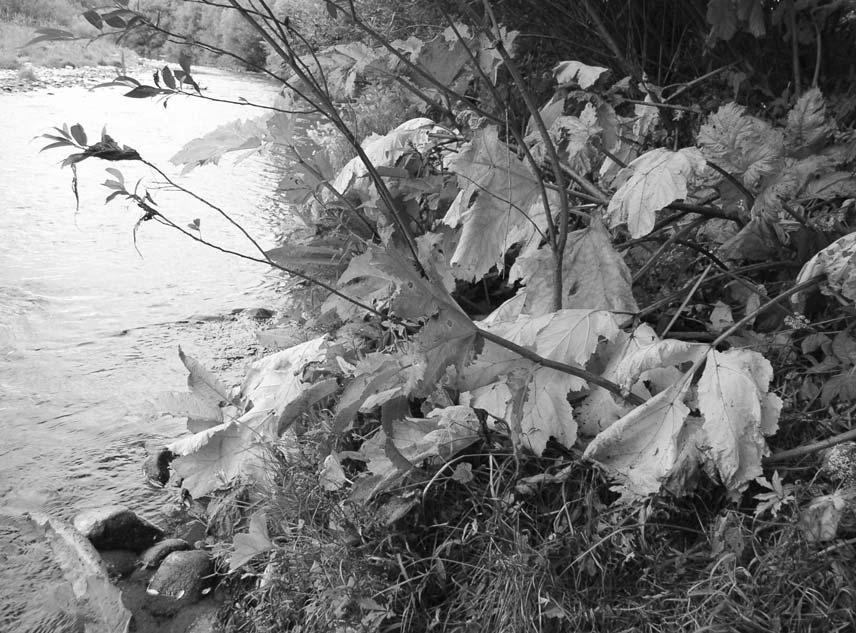 40 I. Wróbel Barszcz Sosnowskiego w Pieninach Fot. 3. Efekt użycia ROUNDUP Ultra w zwalczaniu barszczu Sosnowskiego, lipiec 2005. (Fot. I. Wróbel) The result of chemical spraying with ROUNDUP Ultra, July 2005.