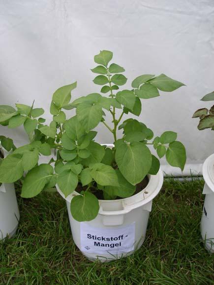 Niedobór azotu w roślinach ziemniaka powoduje przyhamowanie rozwoju roślin w porównaniu z roślinami dobrze odżywionymi (fot.