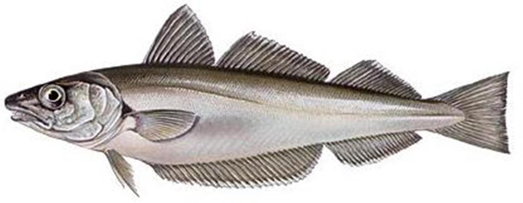 Merlangus merlangus (łac) Whiting (ang)