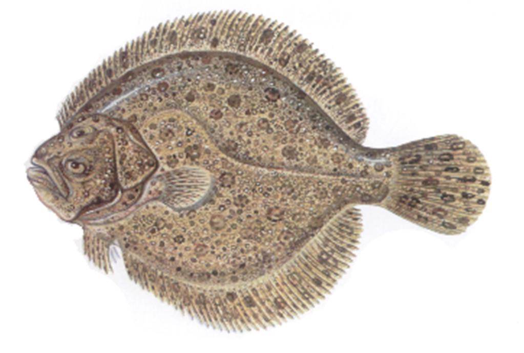 Wymiar 27 cm Scophthaimus maximus (łac)