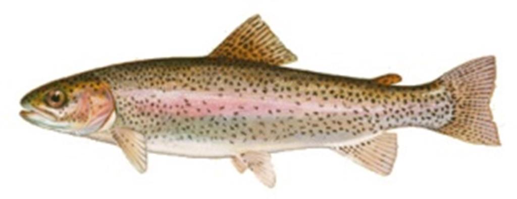 Wymiar 30 cm Salmo trutta (łac) Sea Trout (ang) Meerfirelle (niem) Truite de mer (fr) Troć (pl) Wymiar 60 cm