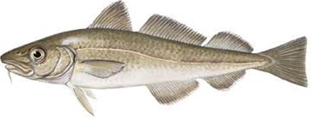 Gadus morhua (łac) Cod (ang) Dorsch (niem) Morue Atlantique (fr) Dorsz (pl) Wymiar 38 cm