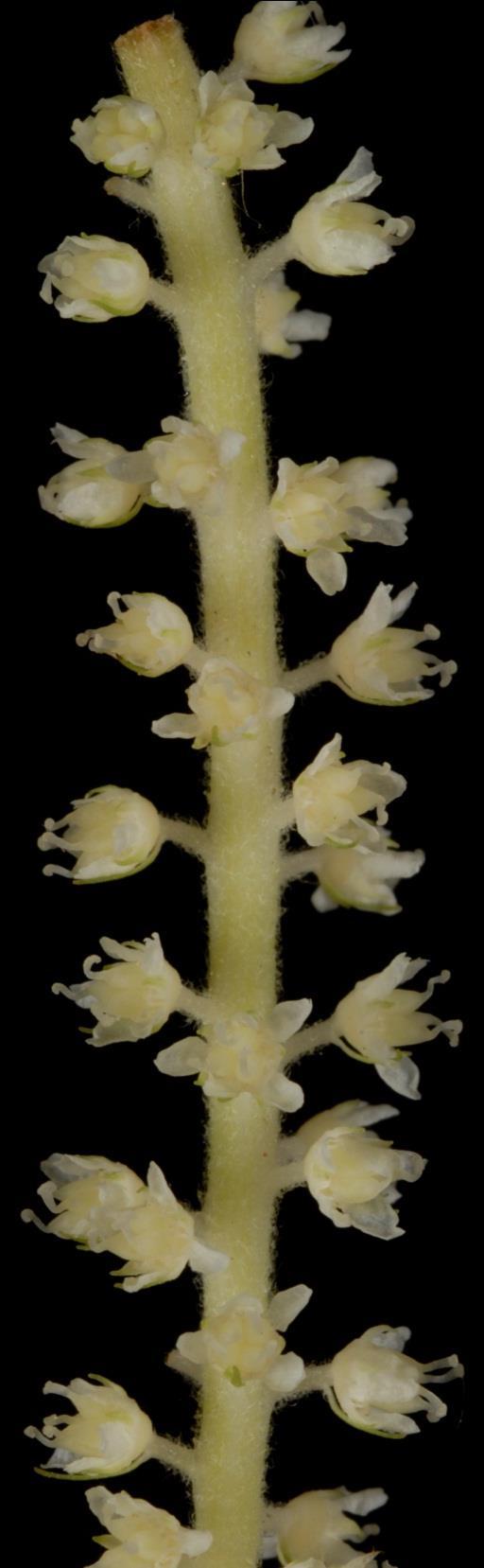 Aruncus