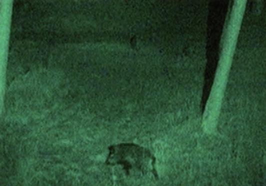 Reakcje danieli i dzików były jednak odmienne. Dziki po usłyszeniu atrapy bodźców kluczowych panicznie uciekały z nęciska, natomiast daniele reagowały dużo wolniej.