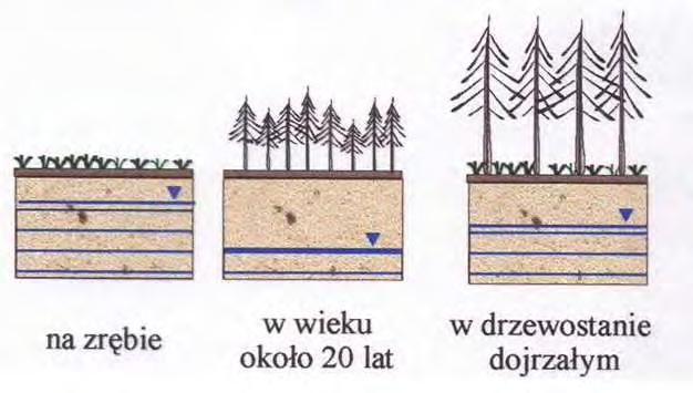 Stan destabilizacji zapasu wody w glebie wahania w skali faz