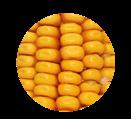 Kukurydza - DKC 3730 ziarno