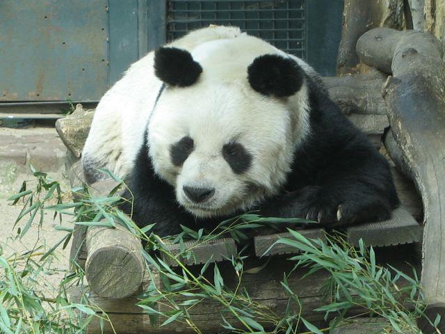 BERLIŃSKIE ZOO Do berlińskiego ZOO ze Swarzędza to tylko 286 km.