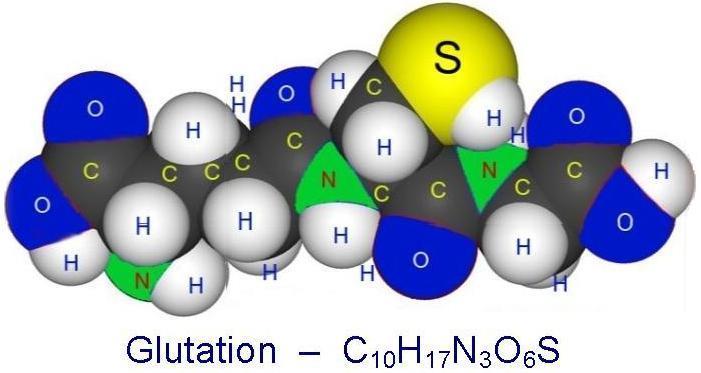glutamylocysteinyloglicyna posiada wolną grupę tiolową g-glu