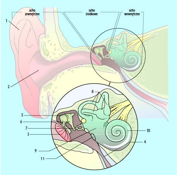 Uraz ciśnieniowy ucha Budowa ucha Budowa ucha: 1 małżowina uszna; 2 przewód słuchowy zewnętrzny; 3 błona bębenkowa; 4 trąbka słuchowa; 5 młoteczek; 6 kowadełko; 7 strzemiączko; 8 kanały