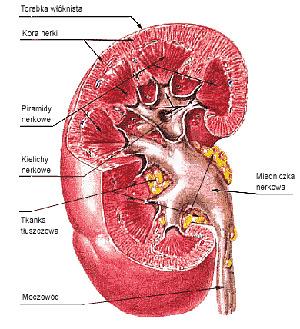 WYDALANIE W WIEKU PODESZŁYM Wraz z wiekiem czynność nerek ulega upośledzeniu, ponieważ: Spada przesączanie kłębuszkowe i przepływ krwi przez