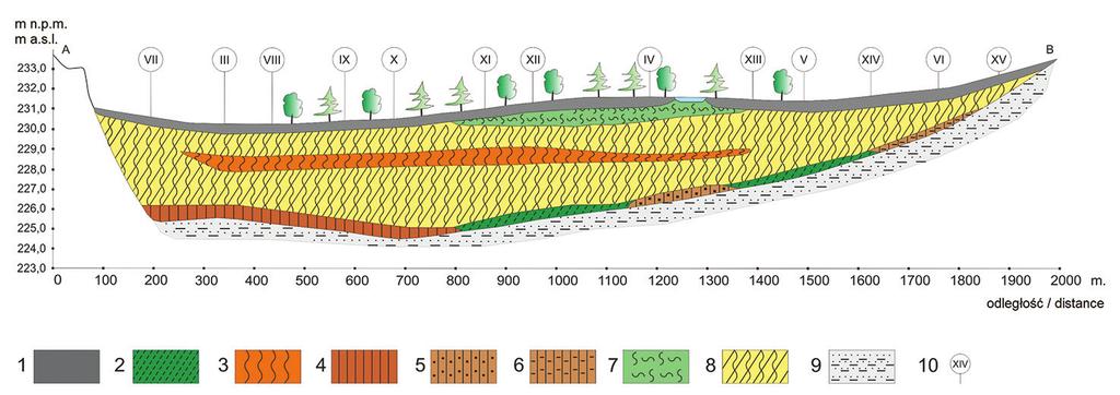 Wstępne badania geologiczne torfowiska Bachórzec-Winne koło Dubiecka... 171 1. torf zmurszały moorsh peat 2. torf mszysty (Bryaleti) moss peat (Bryaleti) 3.