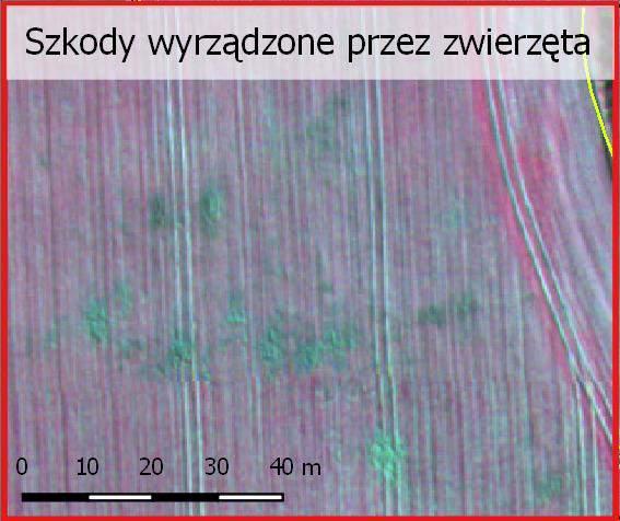 PRODUKTY DODATKOWE DOKUMENTACJA STRAT W PODUKCJI ROŚLINNEJ Analiza strat w produkcji roślinnej na podstawie najbardziej aktualnego zdjęcia satelitarnego (możliwość