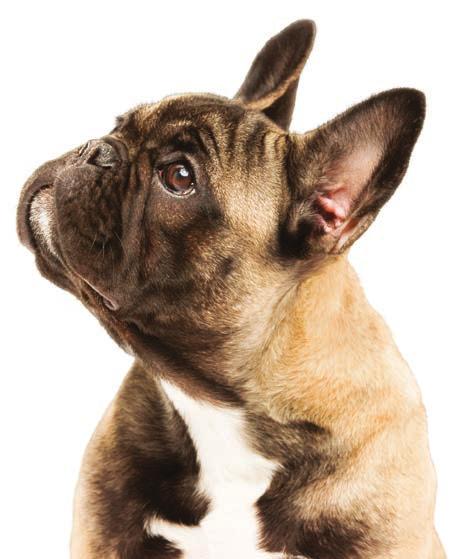 Sukces w leczeniu zmian skórnych Poprawa stanu skóry utrzymuje się przy regularnym podawaniu leku CYTOPOINT w formie iniekcji Odsetek psów z wynikiem normalnym według skali CADESI-03 w badaniu