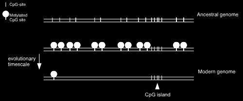 Wyspy CpG Występują w 60% sekwencji promotorowych, gdzie metylacja cytozyny mogłaby wyciszać ekspresję genów na poziomie transkrypcji Ponieważ wyspy CpG występują w pobliżu genów często są chronione
