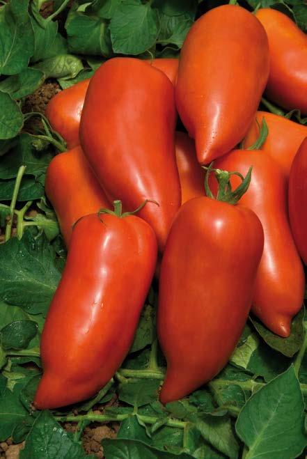 Wielokomorowy, mięsisty, soczysty owoc o smaku pomidora malinowego. Produkt idealny dla odbiorców ceniących tradycyjne walory smakowe. Roślina wyróżnia się pokrojem i kształtem liści.